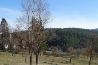 Kunduz Ormanları