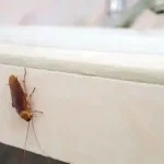 Hamam Böceği
