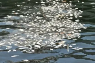 İzmir Körfezi balık Ölümleri