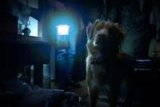 Good Boy