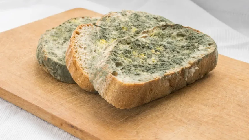 Küflü Ekmek
