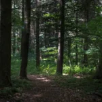 Belgrad ormanı